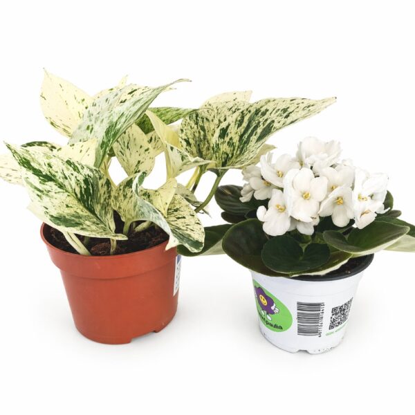 Marble Harmony – fiołek & epipremnum