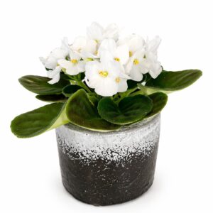 Fiołek alpejski biały – gotowy zestaw prezentowy z osłonką