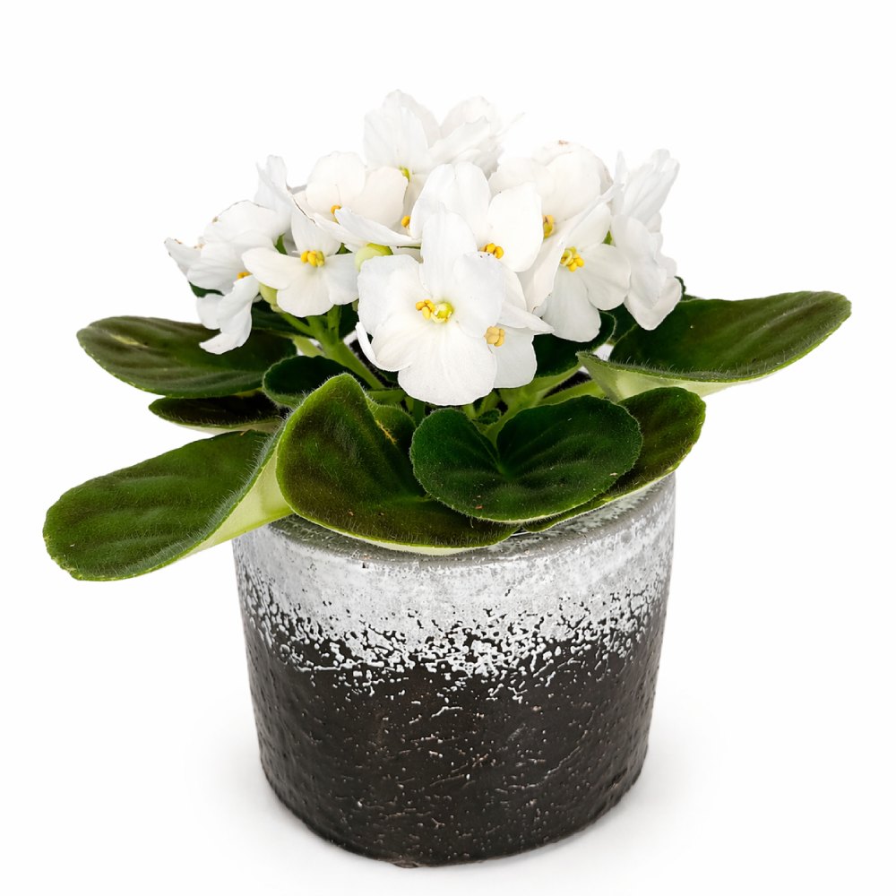 Fiołek alpejski biały – gotowy zestaw prezentowy z osłonką