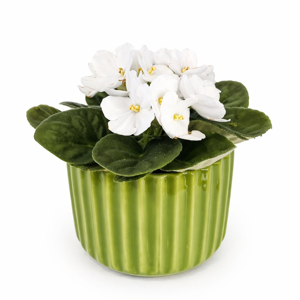 Lime Elegance – fiołek biały w zielonej osłonce