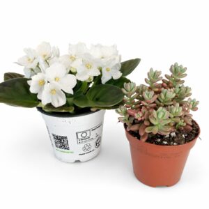 Harmony Duo – fiołek & sukulent