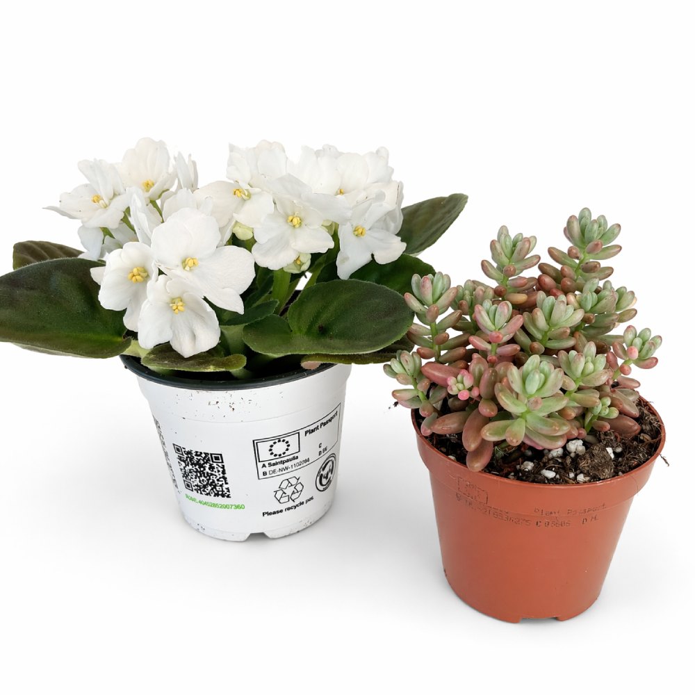 Harmony Duo – fiołek & sukulent