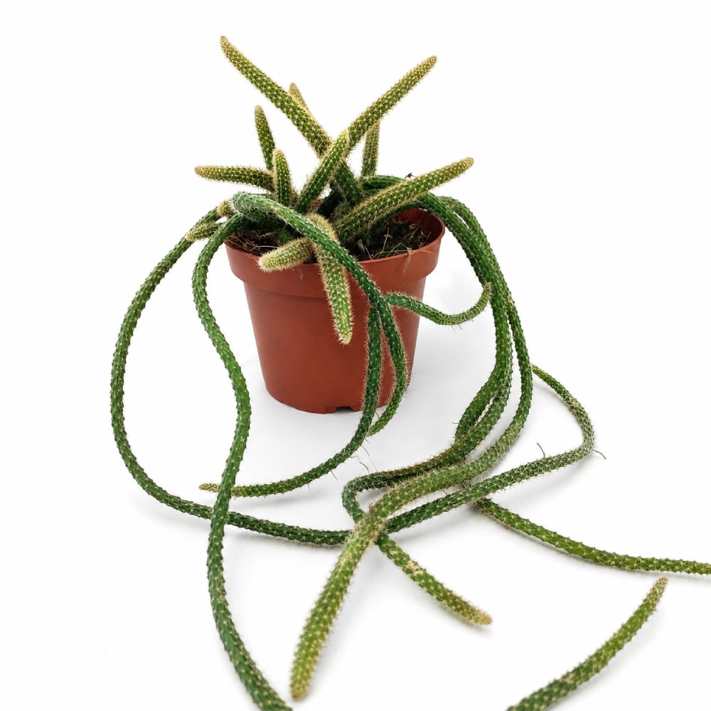 Aporocactus flagelliformis Ogon Szczura