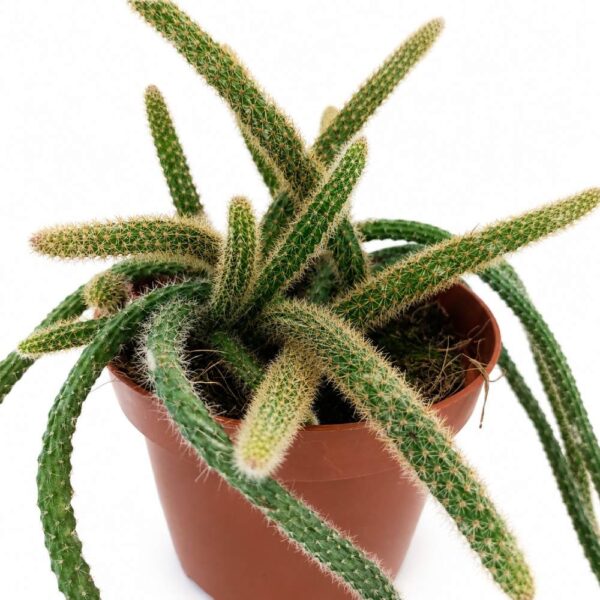 Aporocactus flagelliformis Ogon Szczura