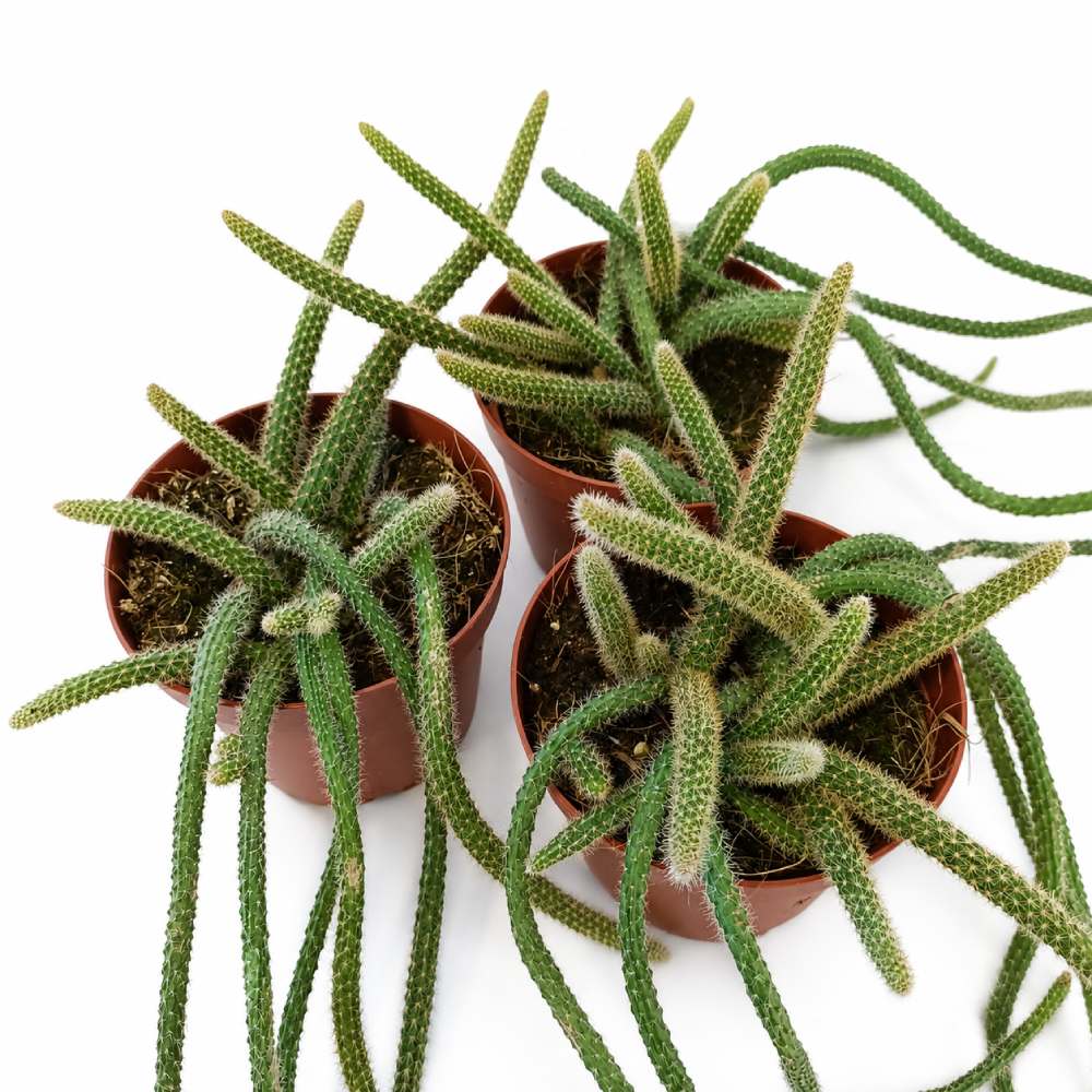 Aporocactus flagelliformis Ogon Szczura