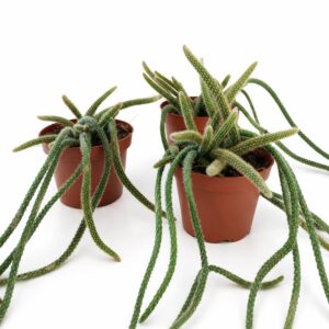 Aporocactus flagelliformis Ogon Szczura