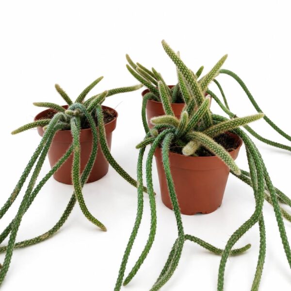 Aporocactus flagelliformis Ogon Szczura