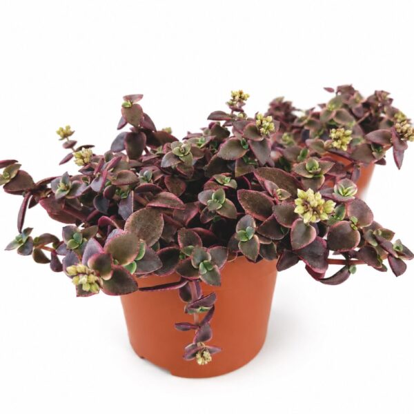 Crassula Marginalis