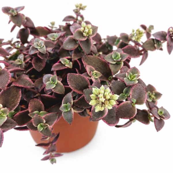 Crassula Marginalis