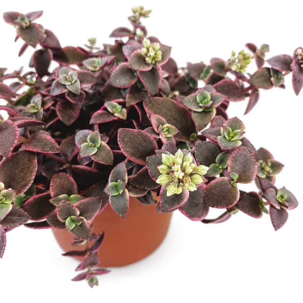 Crassula Marginalis