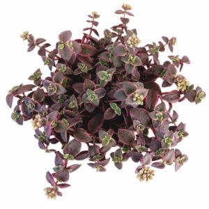 Crassula Marginalis