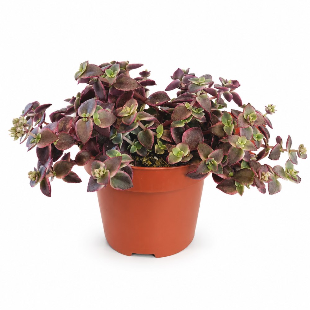Crassula Marginalis