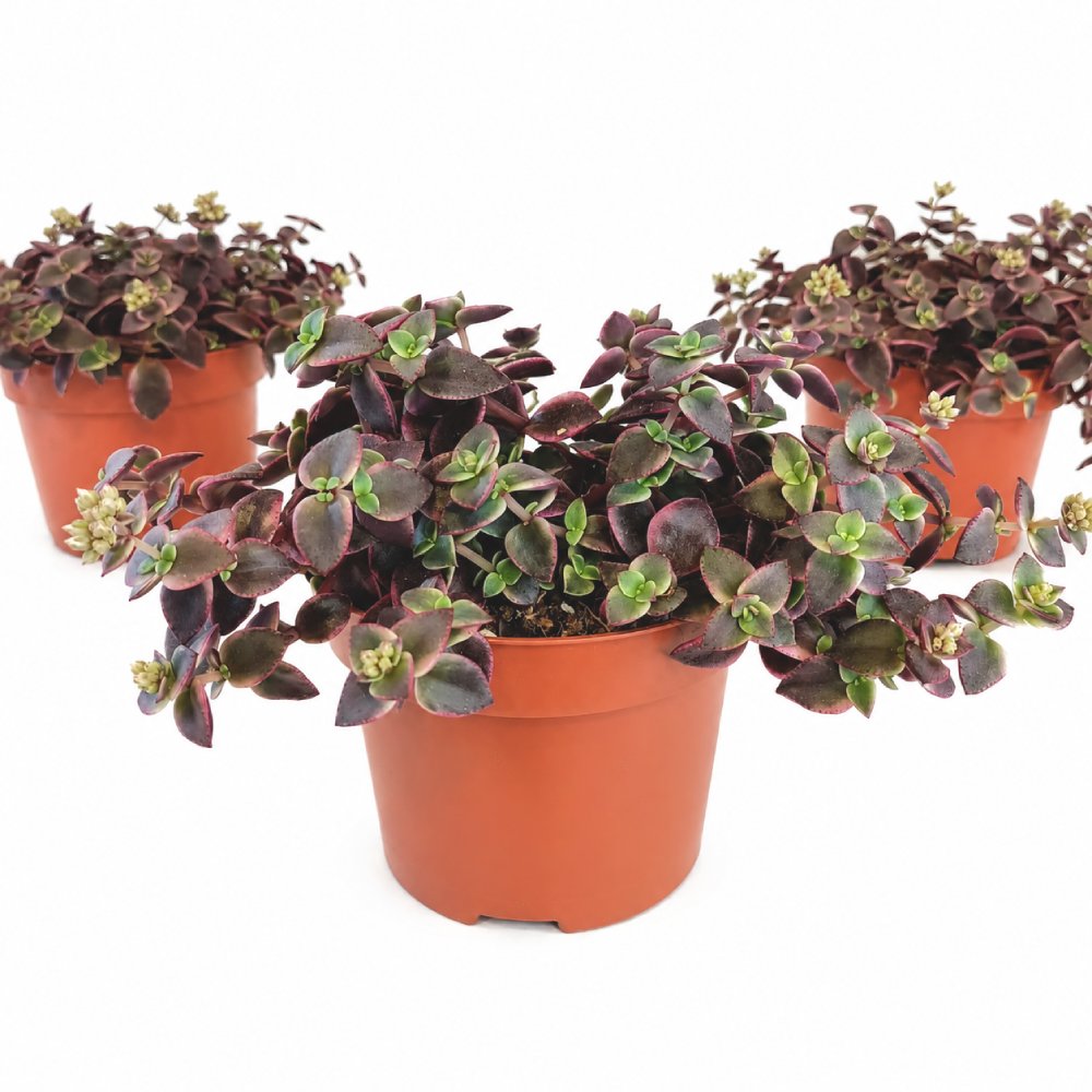 Crassula Marginalis