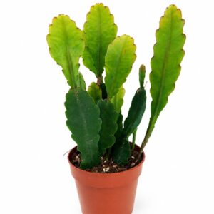 Epiphyllum Sarah Courant