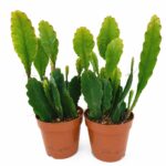 Epiphyllum Sarah Courant