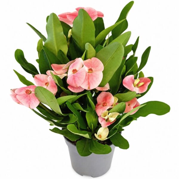 Euphorbia milii Charlotte