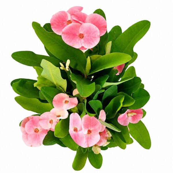Euphorbia milii Charlotte