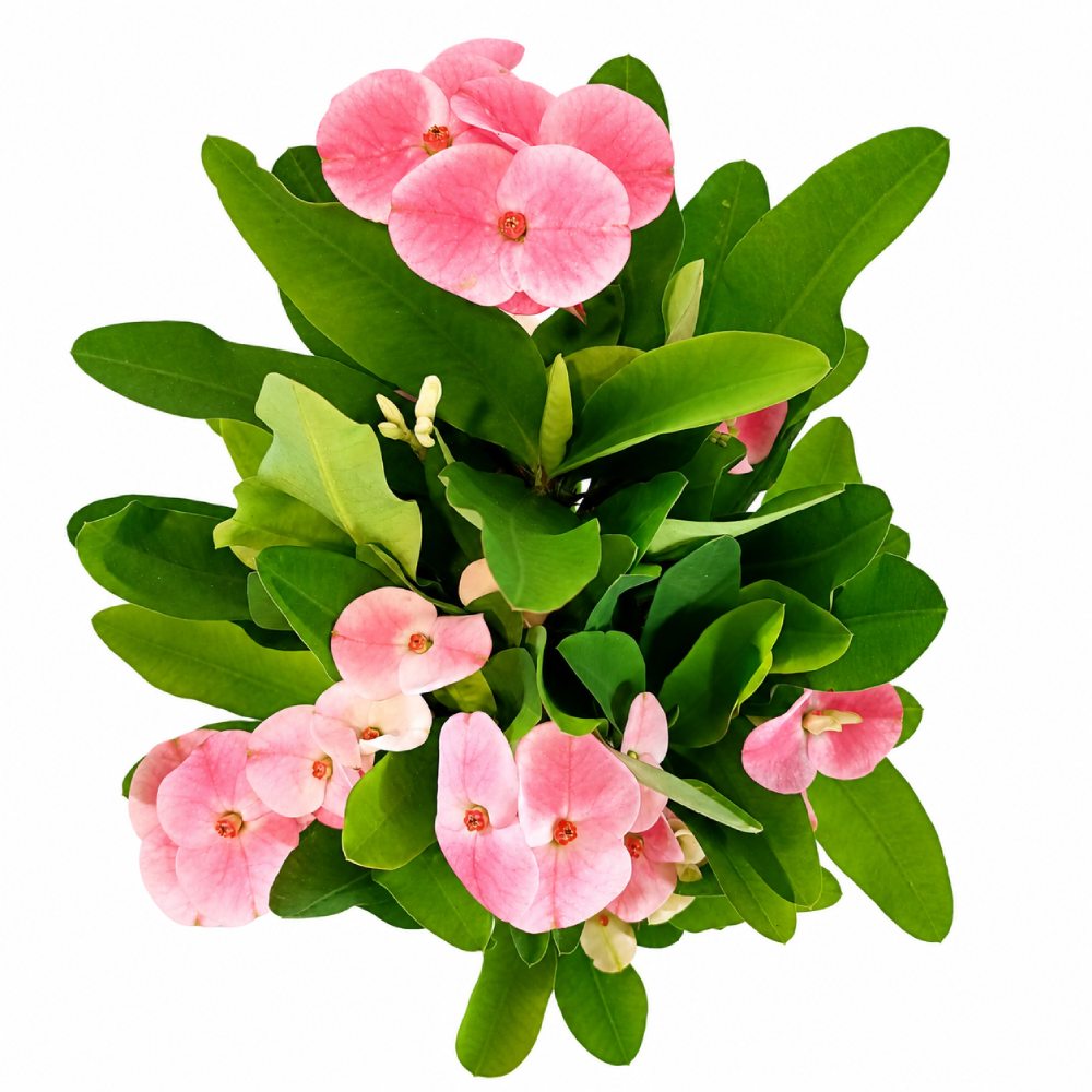 Euphorbia milii Charlotte