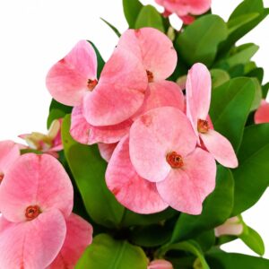 Euphorbia milii Charlotte