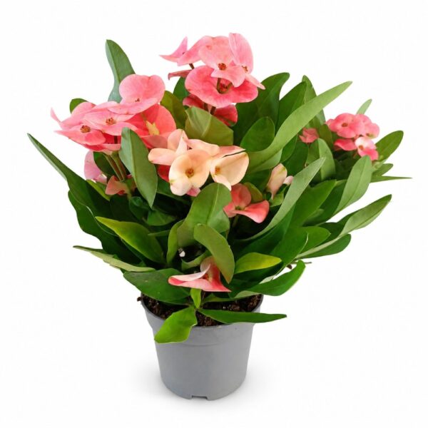 Euphorbia milii Charlotte