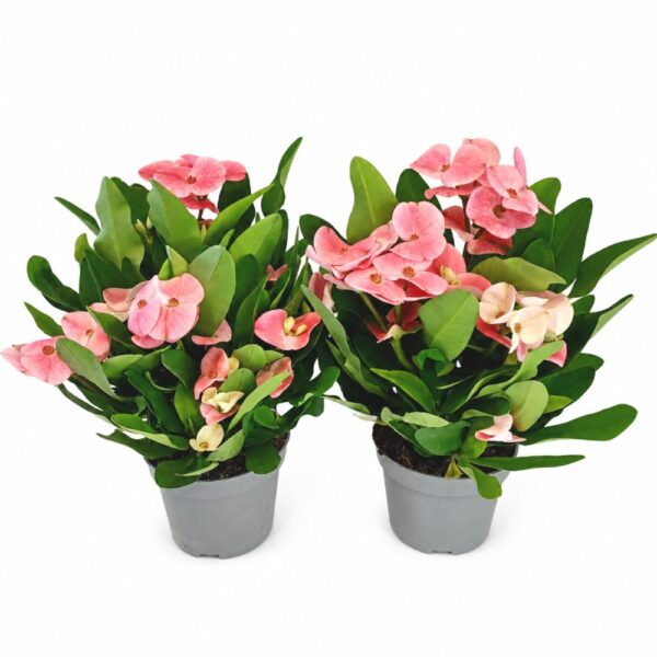 Euphorbia milii Charlotte