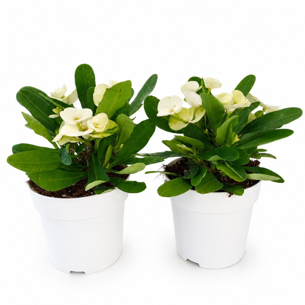 Euphorbia milii Hermes