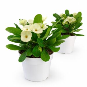Euphorbia milii Hermes
