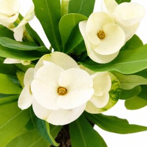 Euphorbia milii Hermes