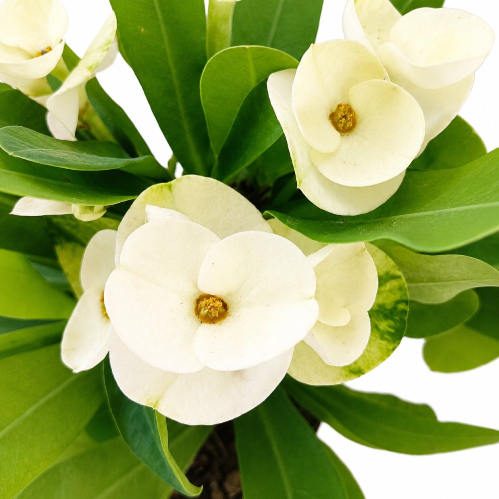 Euphorbia milii Hermes