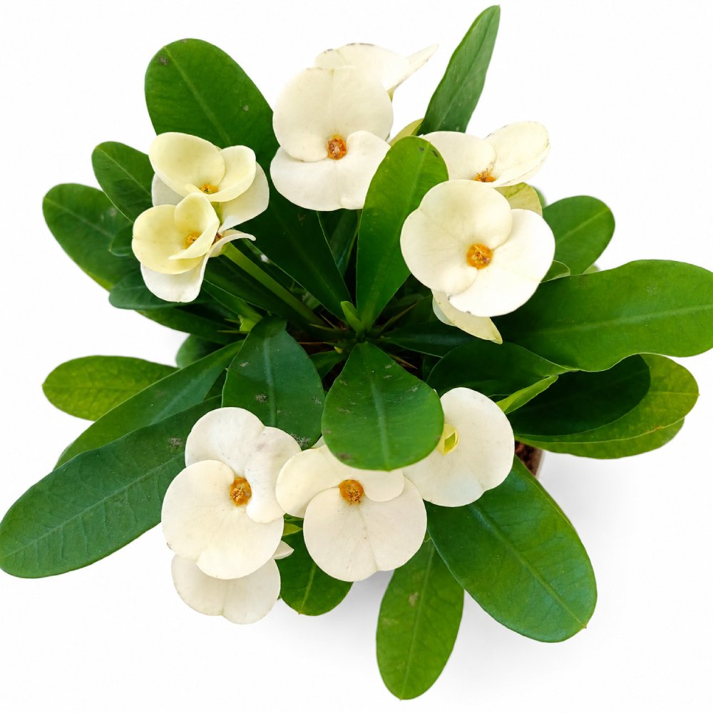 Euphorbia milii Hermes