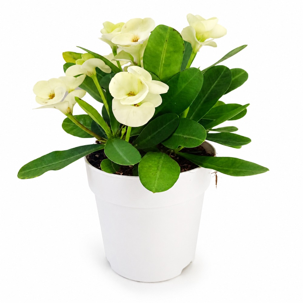 Euphorbia milii Hermes