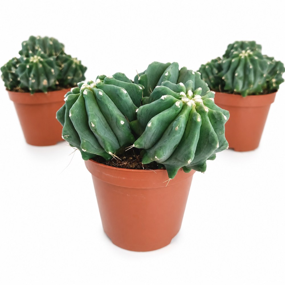 Ferocactus glaucescens