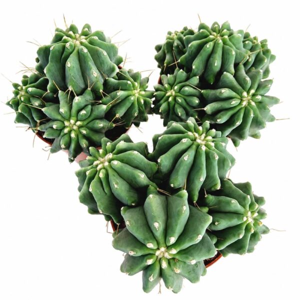 Ferocactus glaucescens