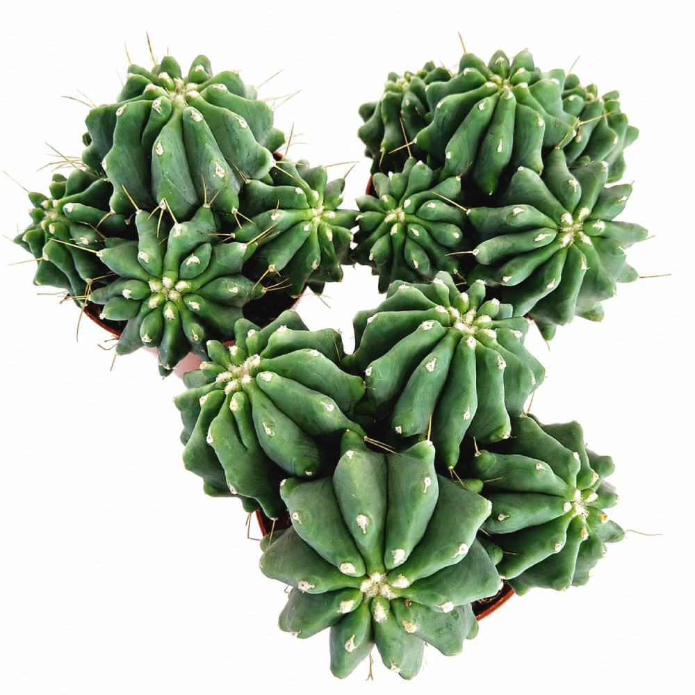 Ferocactus glaucescens