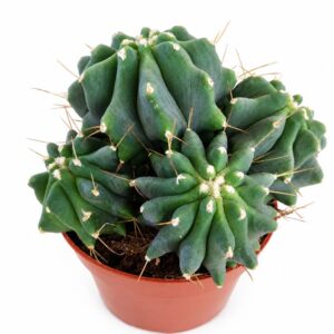 Ferocactus glaucescens