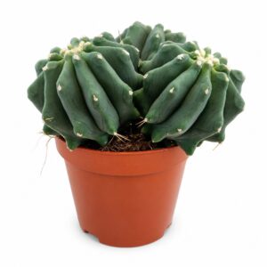 Ferocactus glaucescens