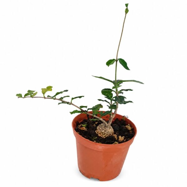Fockea Edulis