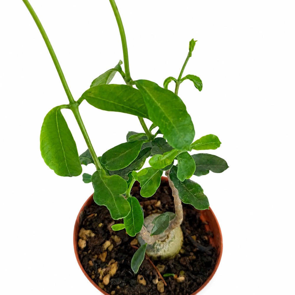 Fockea Edulis