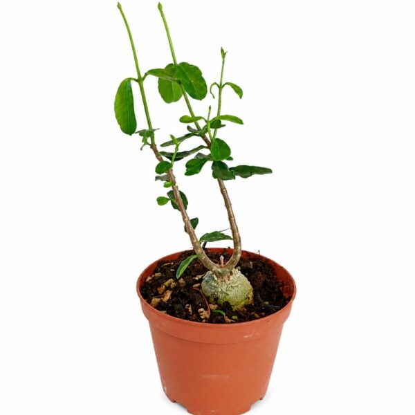 Fockea Edulis