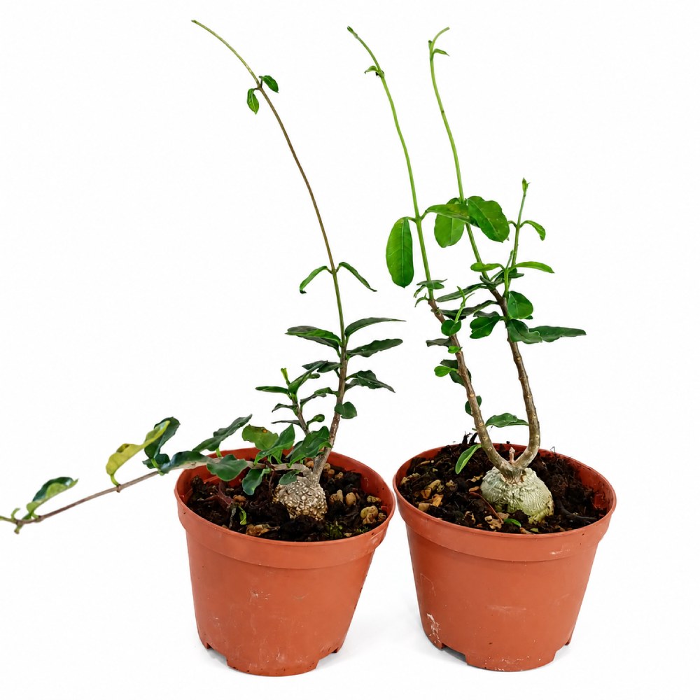 Fockea Edulis