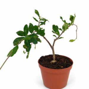 Fockea Edulis