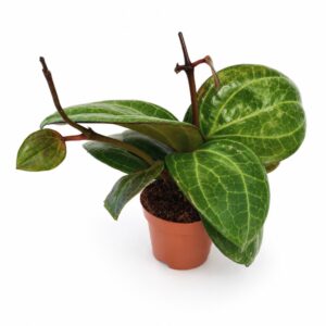 Hoya sp. Sarawak Cream