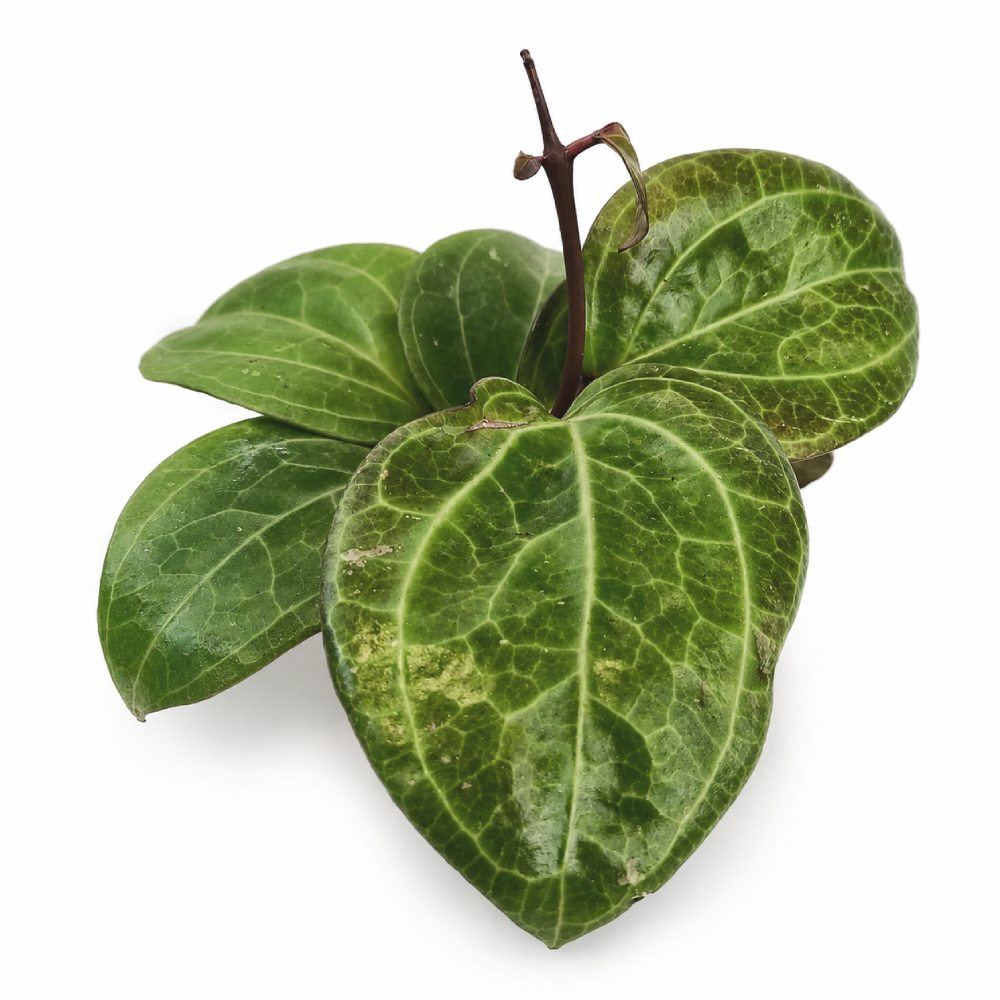 Hoya sp. Sarawak Cream