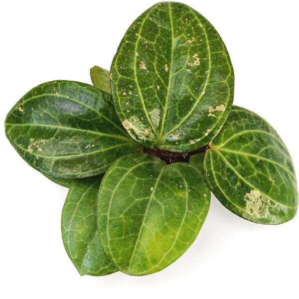 Hoya sp. Sarawak Cream