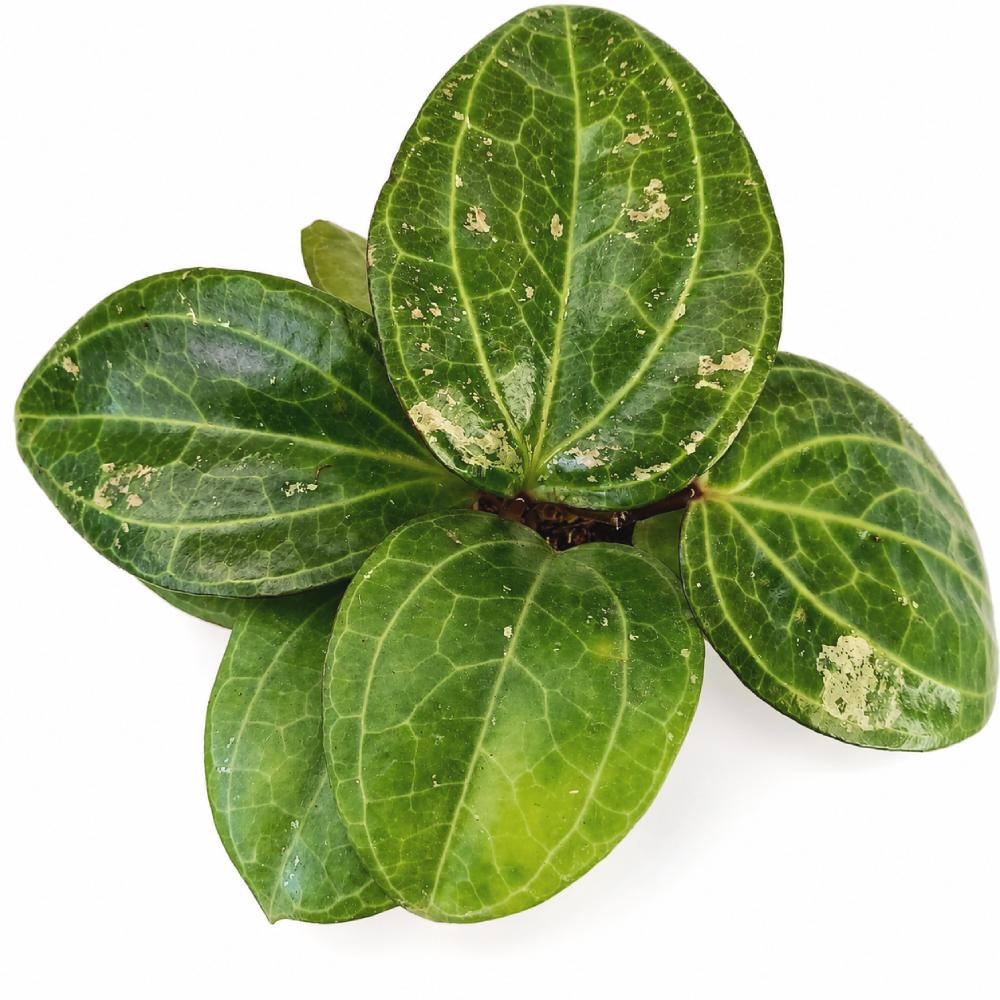 Hoya sp. Sarawak Cream