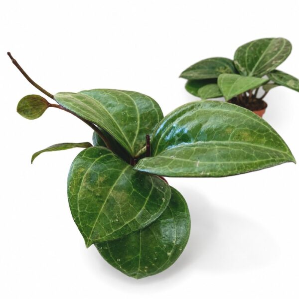 Hoya sp. Sarawak Cream