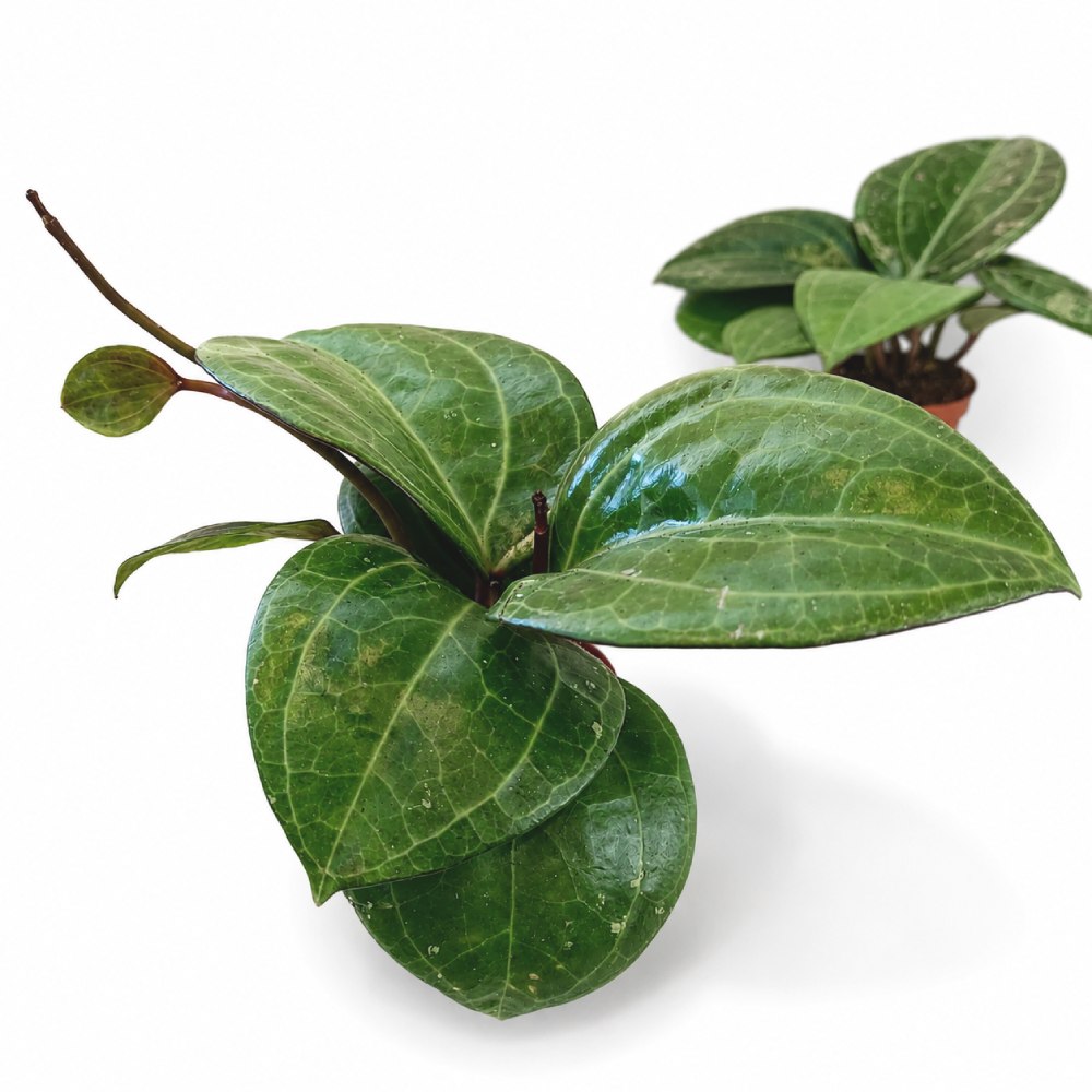 Hoya sp. Sarawak Cream