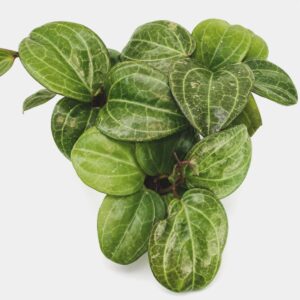 Hoya sp. Sarawak Cream
