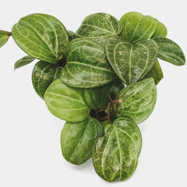 Hoya sp. Sarawak Cream