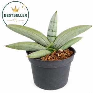 Sansevieria cylindrica Boncel Platinum
